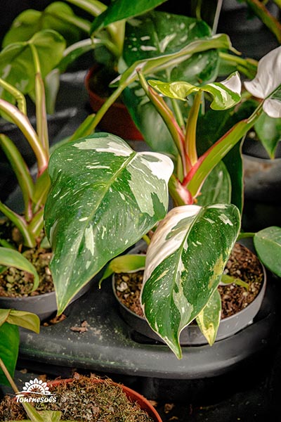 Philodendron